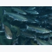 Preventing and controlling salmon lice in commercial aquaculture