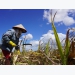 Sugar producers accuse Thai firms of dumping