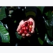 Asia Coffee-Vietnam prices slip ahead of peak harvest stockpile build up