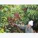 Nestlé’s project aims to make Vietnam international reference for Robusta coffee