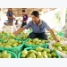 Fruits provide important input for industrial production in Dong Thap