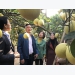 Hanoi to spend $10.7m on developing special pomelo varieties