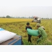 Northern Vietnam enjoys bumper rice harvest