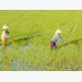 A proper way of fertilizing and a reduction of fertilizers will still ensure the rice yield
