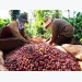 2021 coffee exports to hit $3bln