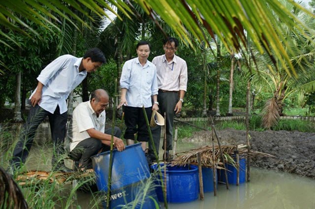 Nuôi cua trong thùng nhựa