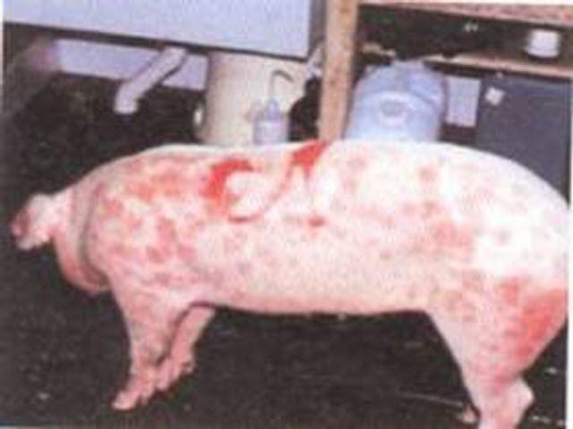 Lợn bị bệnh Đóng dấu