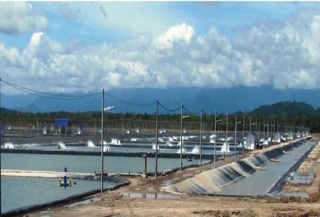 A look at various intensive shrimp farming systems in Asia