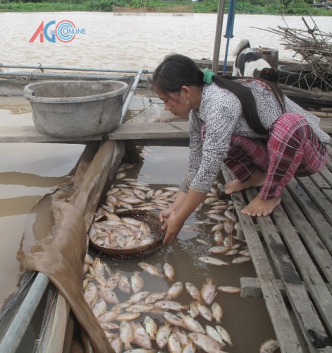 Cá điêu hồng chết hàng loạt