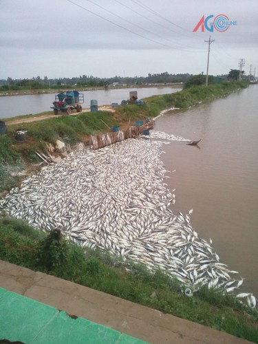 Cá tra chết hàng loạt