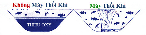 Oxy đáy